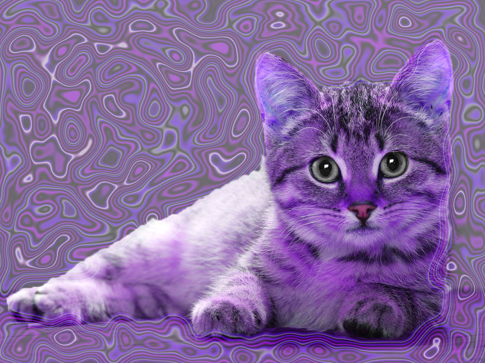 Фиолетовый кот видео. Лавандовая Шотландская вислоухая. Фиолетовый кот. Фиолетовая кошка. Лиловый котик.